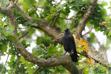 Black Jackdaw Perched on Oak Tree Branch
