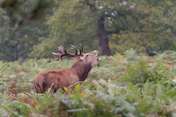 Majestic Red Deer Roaring in Autumn Forest