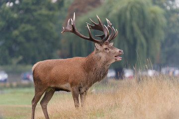 Majestic Red Deer in Autumnal Park