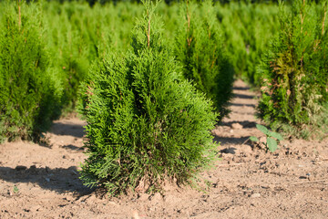 Thuja in the agricultural field close-up