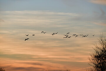 Flock of Geese in a Sunset Sky