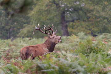 Majestic Red Deer in Autumn Forest