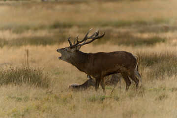 Majestic Red Deer in Autumn Meadow