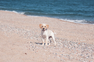 Cachorro de labrador en la playa