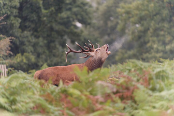 Majestic Red Deer Roaring in Forest