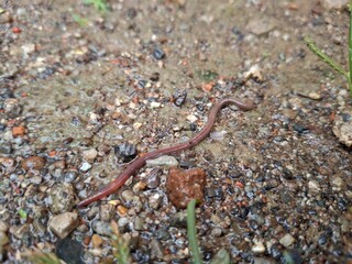 Worms in wet soil after rain