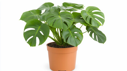 Obraz premium A lush green monstera plant with large, distinctively split leaves in a simple terracotta pot, perfect for adding vibrancy to indoor spaces.