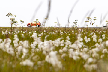 Red car driving past wildflower field in Iceland
