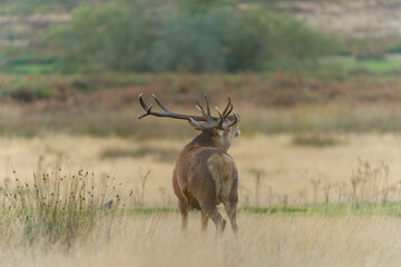 Majestic Red Deer in Autumn Meadow