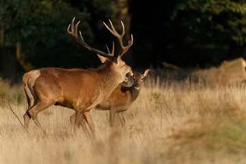Majestic Red Deer Couple in Autumnal Meadow