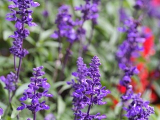 Obraz premium アジュガの花の生態写真