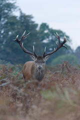 Majestic Red Deer in Autumn Forest