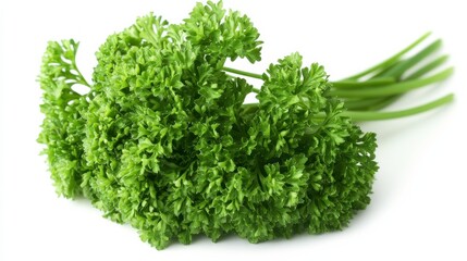 Obraz premium A fresh bunch of parsley with its curly green leaves and mild flavor, Each leaf’s intricate curls and vibrant color captured with precision