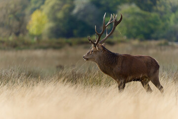 Majestic Red Deer in a Golden Meadow