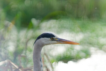 Close-up of a Grey Heron