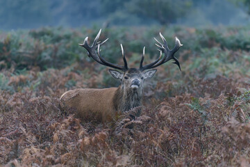 Majestic Red Deer in a Misty Forest