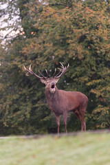 Majestic Red Deer in Autumn Forest