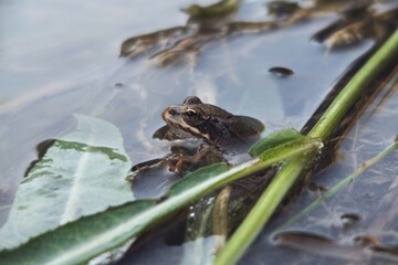 Rana pequeña en el agua
