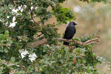 Majestic Crow Perched on Oak Branch