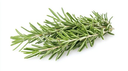 Fototapeta premium A fresh bunch of rosemary with its fragrant green needles and pine aroma, Each sprig’s bright color and subtle imperfections captured with precision