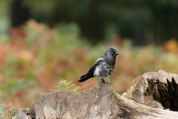 Majestic Bird Perched on a Stump