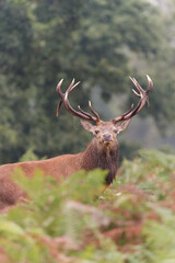 Fototapeta premium Majestic Red Deer in Forest