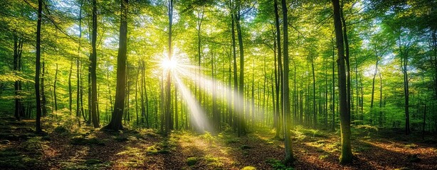 Fototapeta premium Sunlit Forest with Tall Trees and Vibrant Green Foliage in Spring and Summer