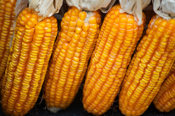 several ears of dried corn hanging against a light-colored background