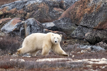 The polar bear (Ursus maritimus) is a large bear native to the Arctic and nearby areas. It is closely related to the brown bear, and the two species can interbreed, Churchill, Manitoba, Canada, 