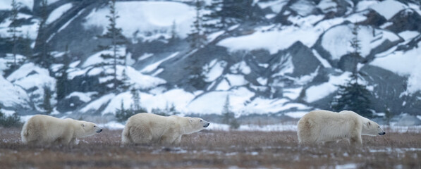 The polar bear (Ursus maritimus) is a large bear native to the Arctic and nearby areas. It is...