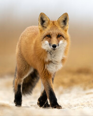 Red Fox (Vulpes vulpes),  largest of the true foxes and one of the most widely distributed members of the order Carnivora, being present across the entire Northern Hemisphere 