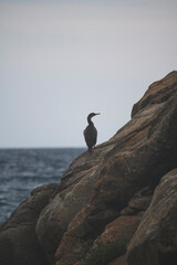 Cormor&aacute;n en una roca de la costa brava