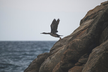 Cormorán alzando el vuelo en la costa brava