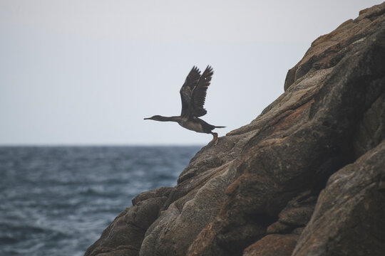Cormor&aacute;n alzando el vuelo en la costa brava