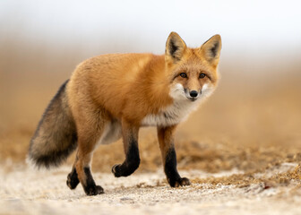 Obraz premium Red Fox (Vulpes vulpes), largest of the true foxes and one of the most widely distributed members of the order Carnivora, being present across the entire Northern Hemisphere 