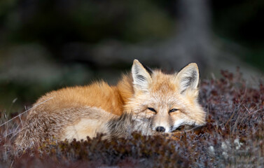 Fototapeta premium Red Fox (Vulpes vulpes), largest of the true foxes and one of the most widely distributed members of the order Carnivora, being present across the entire Northern Hemisphere 