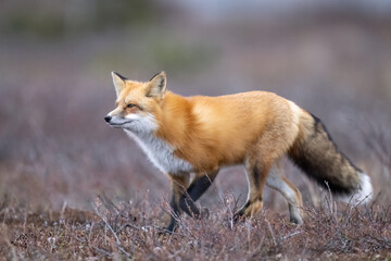 Red Fox (Vulpes vulpes),  largest of the true foxes and one of the most widely distributed members of the order Carnivora, being present across the entire Northern Hemisphere 