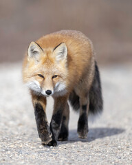 Red Fox (Vulpes vulpes),  largest of the true foxes and one of the most widely distributed members of the order Carnivora, being present across the entire Northern Hemisphere 
