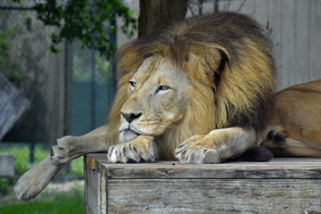 Lion