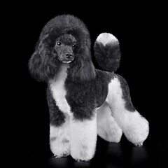 Blak and white toy poodle