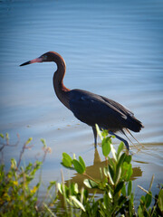 Naklejka premium Little Blue Heron