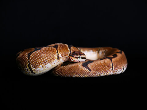 Ball Python