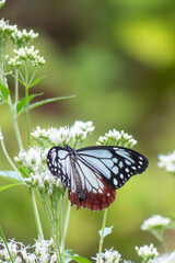 長旅する蝶アサギマダラが今年もやってきた　滋賀県大津市びわこ文化公園