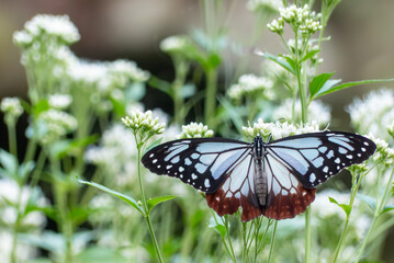 長旅する蝶アサギマダラが今年もやってきた　滋賀県大津市びわこ文化公園
