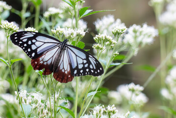 長旅する蝶アサギマダラが今年もやってきた　滋賀県大津市びわこ文化公園