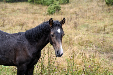 Obraz premium Foal in nature. Young horse grazing on the mountain. Wet horse.