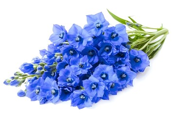 Obraz premium Delphinium flower isolated on a white background.