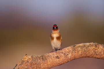 European goldfinch perched on a dry branch. Carduelis carduelis. Colorful birds with red, yellow, brown, black and white colors. Real photography in natural envirnment. Goldfinch portrait.
