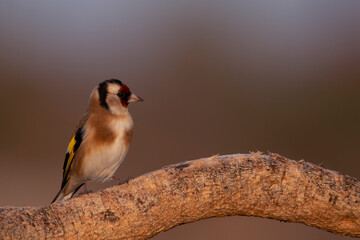 European goldfinch perched on a dry branch. Carduelis carduelis. Colorful birds with red, yellow, brown, black and white colors. Real photography in natural envirnment. Goldfinch portrait.