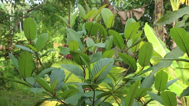 Kratom plant or mitragyna specios tree uncultivted